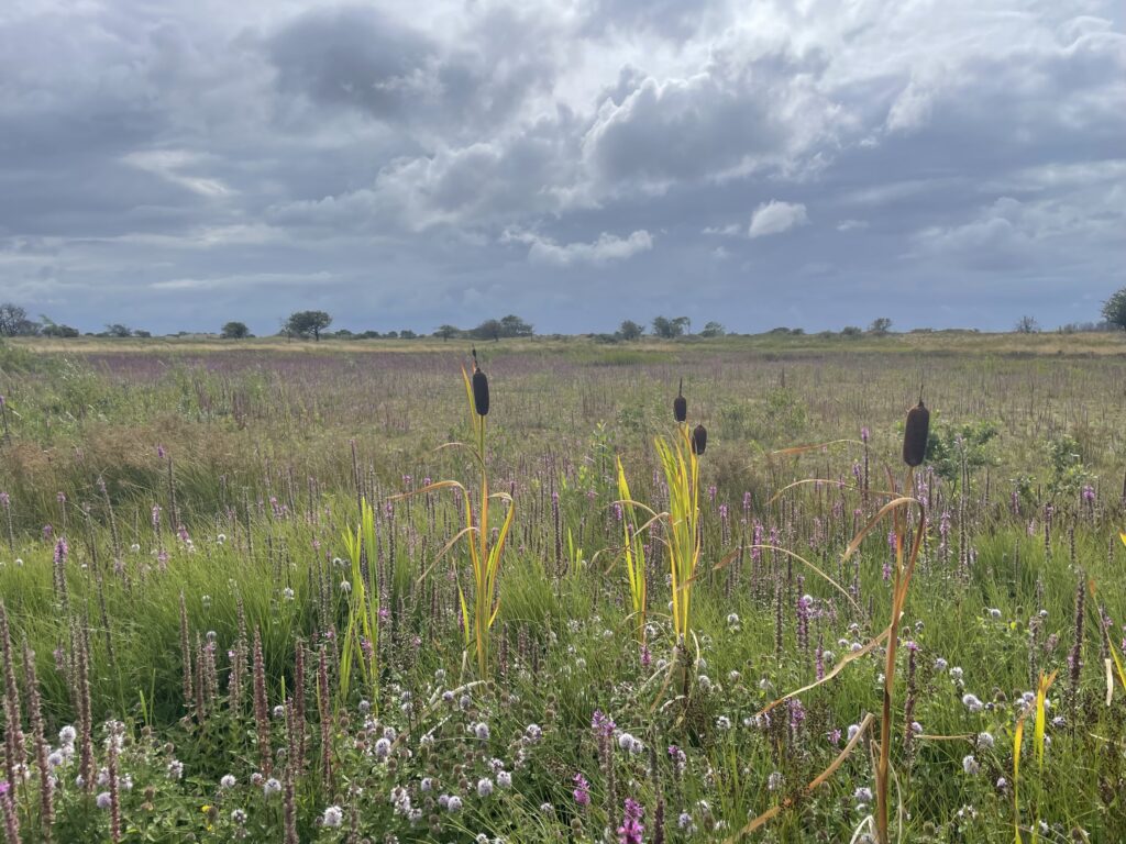 uitzicht over wilde bloemen in de duinen als symbool voor zingeving
