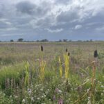 uitzicht over wilde bloemen in de duinen als symbool voor zingeving